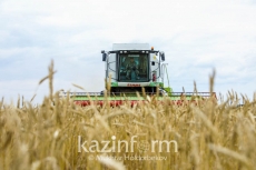  Harvest campaign in full swing in Kazakhstan